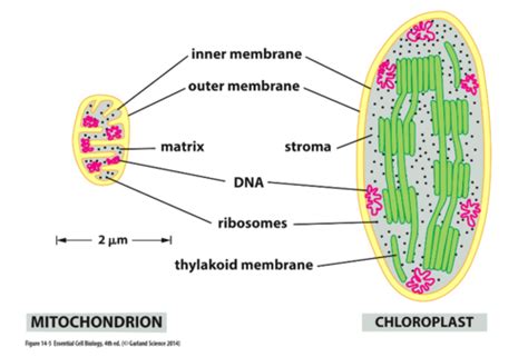 how are mitochondria similar to chloroplasts quizlet